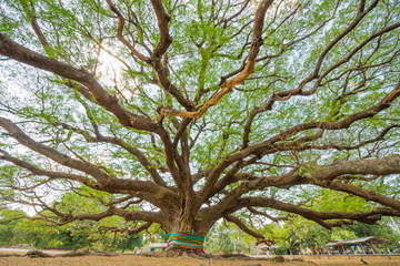 big Rain Tree
