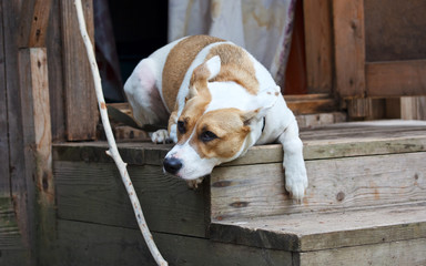 Dog lying on the porch and protects the house
