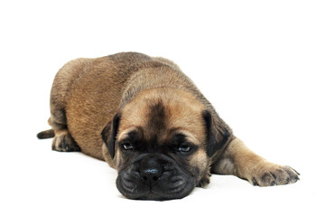 Obraz premium Bullmastiff puppy lying on a white background