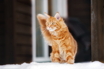 maine coon cat outdoors in winter