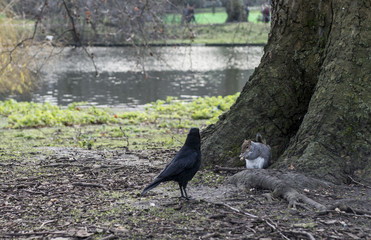 Corvo nero londra