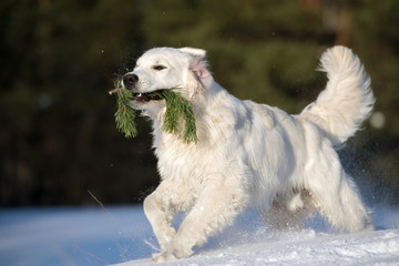 happy golden retriever puppy playing with a branch