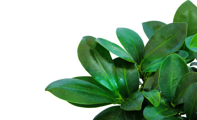 Fototapeta premium Green tree