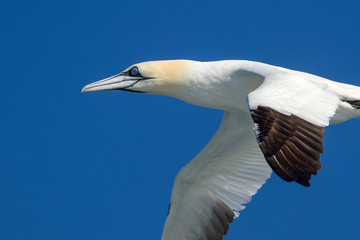 Gannet in flight with blue background