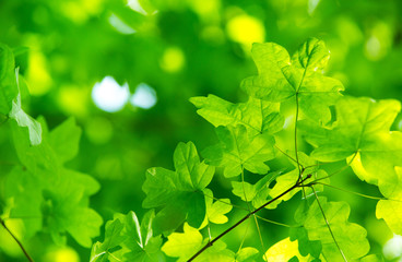 Fototapeta na wymiar green leaves on the green backgrounds