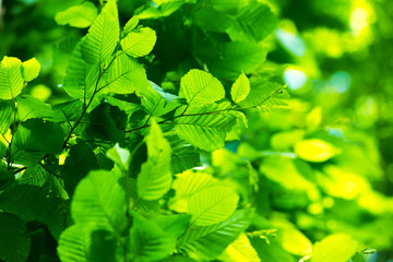 Fototapeta na wymiar Natural Leaf Background