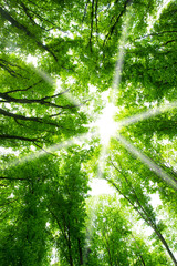 beautiful green forest