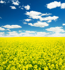 Obraz premium Summer Landscape with Wheat Field and Clouds