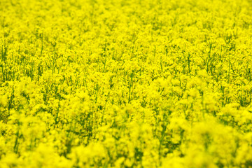 flowers of oil in rapeseed field