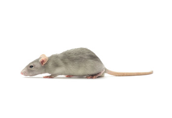 rat isolated on the white background