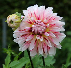 gestreifte Dahlie