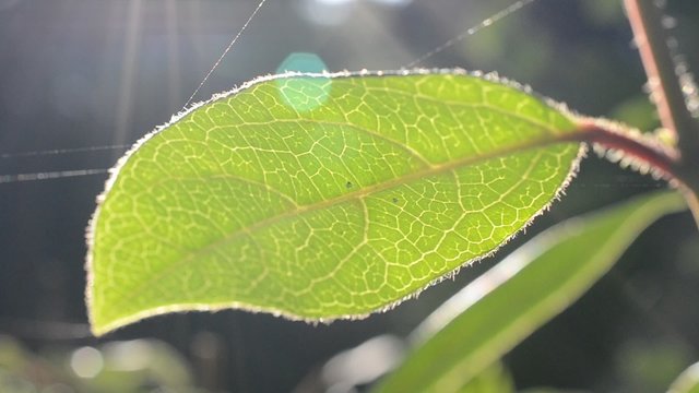 Leaf