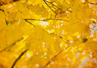 leaves in autumn forest