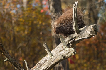 Porcupine (Erethizon dorsatum) Looks Down Branch