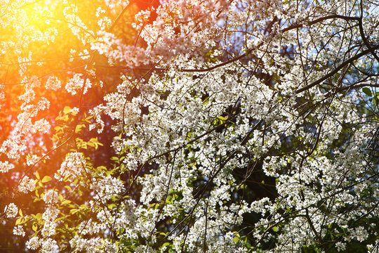 Cherry spring blossoms