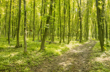 beautiful green forest