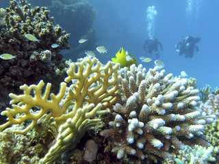 coral reef and divers at the bottom of tropical sea, underwater