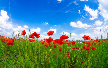 meadow with wild poppies