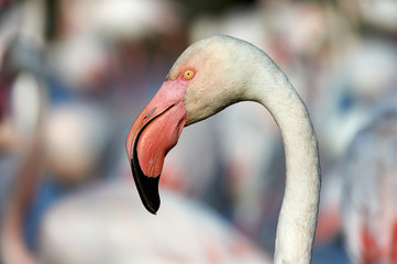 Portrait of greater Flamingo