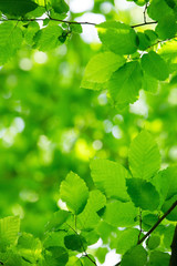 green leaves