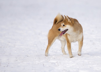 shiba inu dog on snow