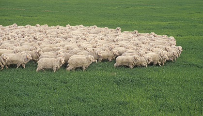 Obraz premium stud merino rams on Australian farm.