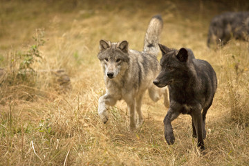 Wolves in Field