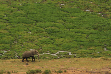 Naklejka na ściany i meble Amboseli National Park is a sanctuary of elephants near mount kilimanjaro