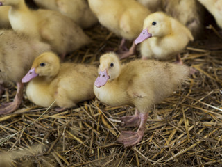 Close up of a duckling over straws in a farm. Ducklings in the background.