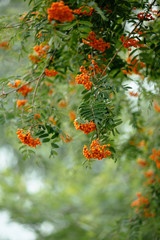 bunches of rowan on a green blurred background
