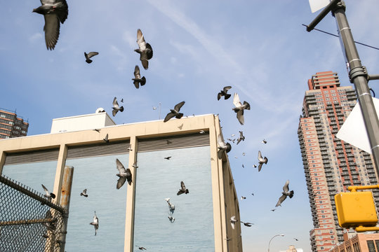Pigeons flying in Manhattan