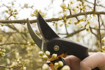 Spring gardening, work at the garden, pruning fruit trees.