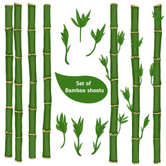 Set of bamboo branches