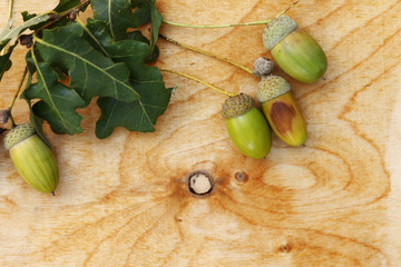 acorns, oak, wooden background