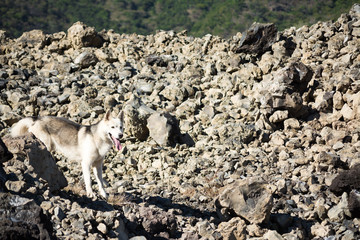 Un perro sobre las piedras volcánicas del volcán Molcajete en Mascota Jalisco.