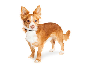 Cute Mixed Small Breed Dog Standing Over White