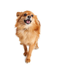 Happy Pomeranian Crossbreed Dog