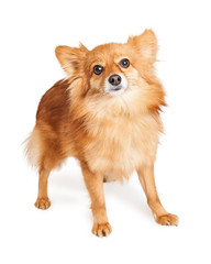Obraz premium Pomeranian Crossbreed Dog Over White