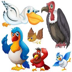 Different kind of birds