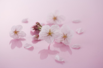 Obraz na płótnie Canvas 桜のイメージ