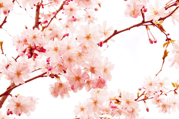 Cherry blossoms 