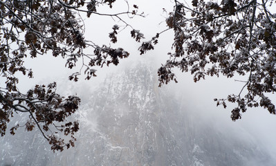 granite and the leave winter