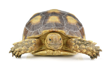 turtle isolated on white background