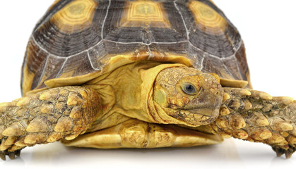 Naklejka premium turtle isolated on white background