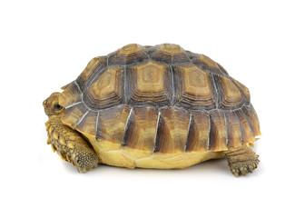 turtle isolated on white background