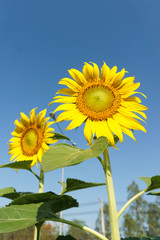 Naklejka premium Sunflower