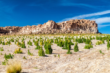 Quinoa field on bolivian Altiplano