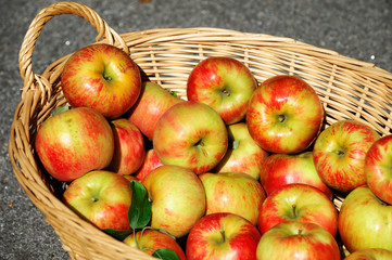 close up on honey crispy apples in the basket