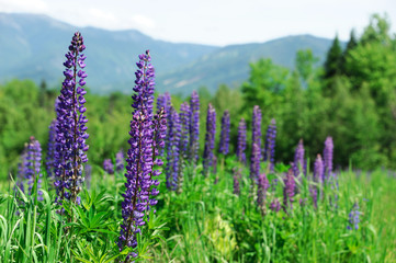 lupine blooming in spring in wild mountain area