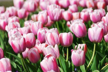 Fototapeta premium close up on tulip blooming in spring